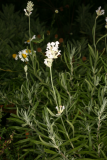 Lavandula angustifolia 'Nana Alba' RCP8-2014 137.JPG